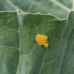 Uova di P. brassicae - Foto I. Grassi